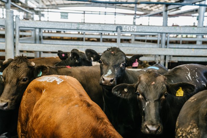 Dalby Saleyards