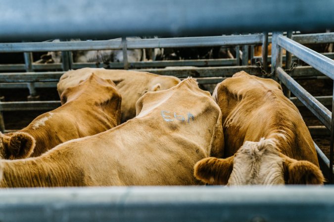 Dalby Saleyards