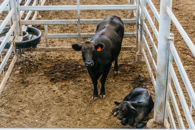 Dalby Saleyards