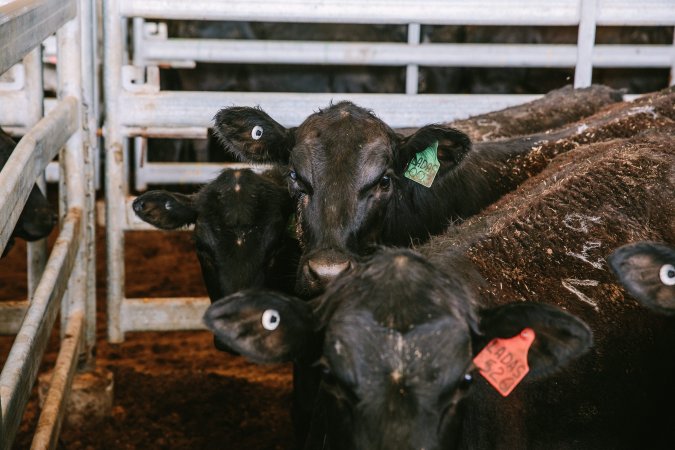 Dalby Saleyards