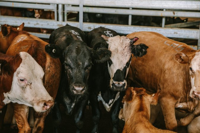 Dalby Saleyards