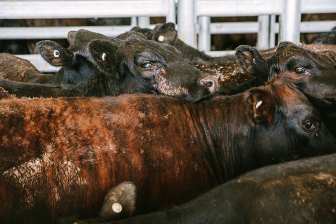 Dalby Saleyards