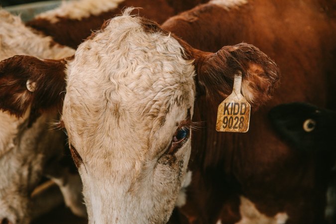 Dalby Saleyards