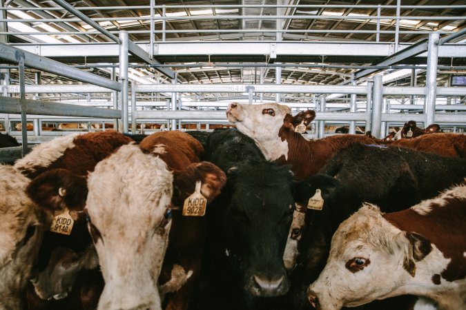 Dalby Saleyards