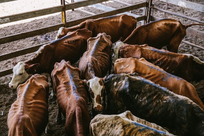 Dalby Saleyards