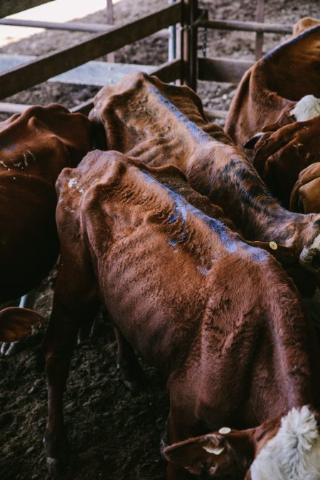 Dalby Saleyards