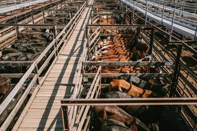 Dalby Saleyards