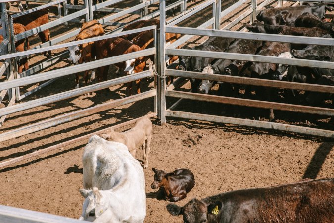 Dalby Saleyards