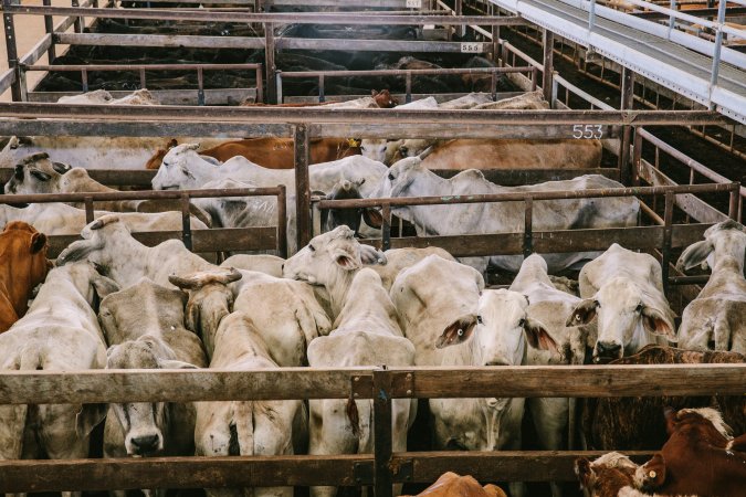 Dalby Saleyards