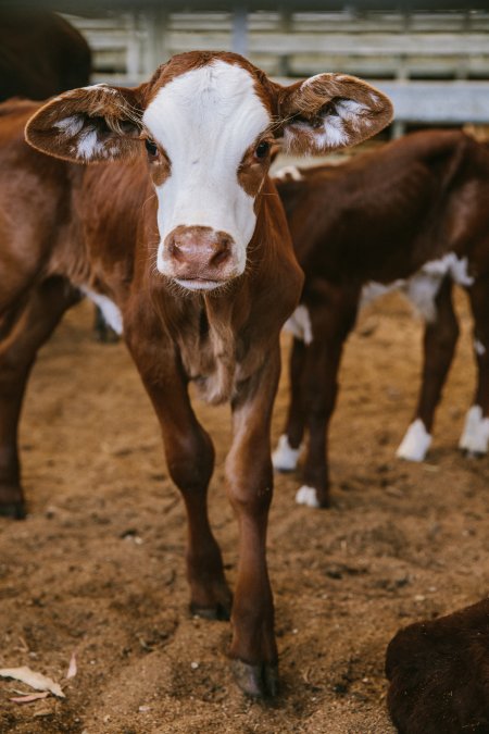 Dalby Saleyards