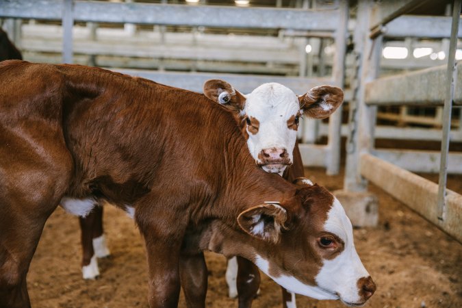 Dalby Saleyards