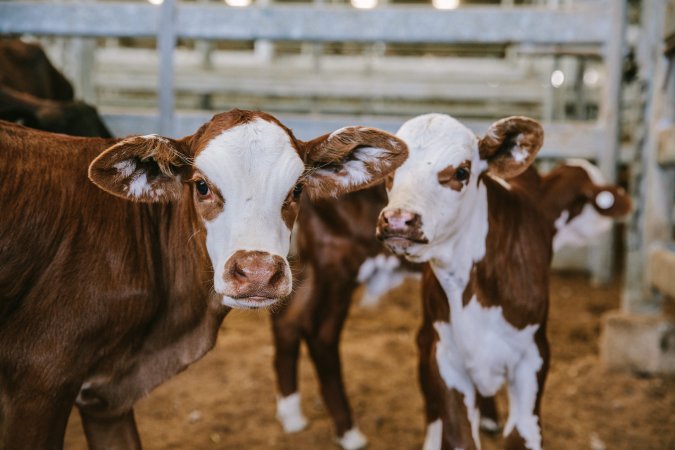 Dalby Saleyards