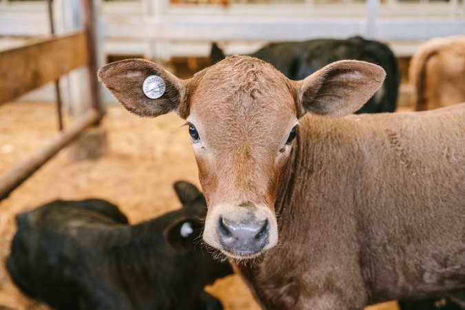 Dalby Saleyards