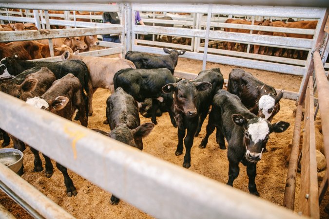 Dalby Saleyards