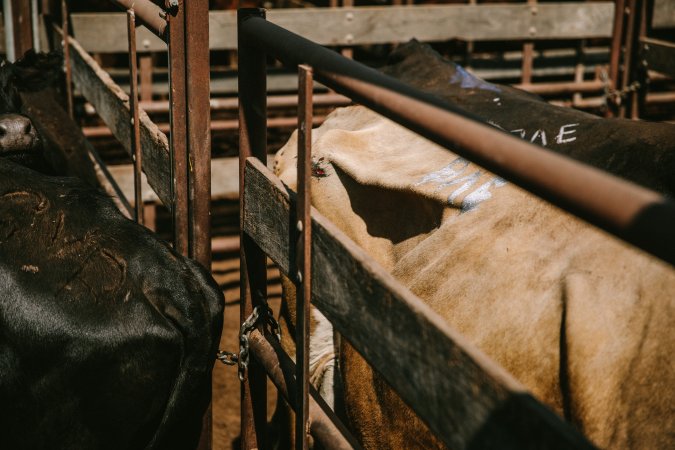 Dalby Saleyards