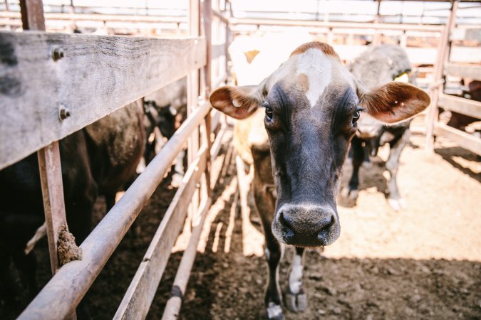 Dalby Saleyards