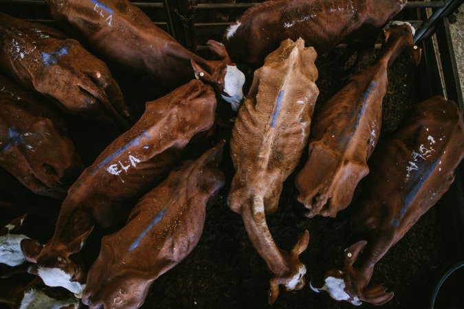 Dalby Saleyards