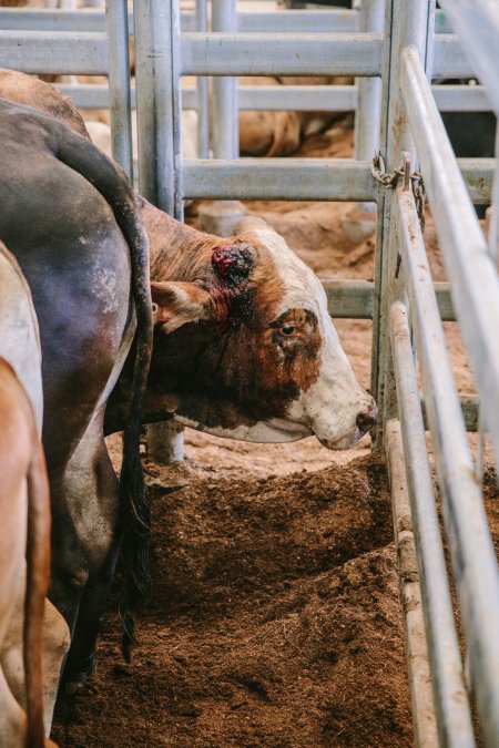 Dalby Saleyards