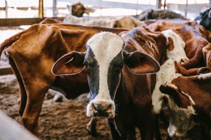 Dalby Saleyards