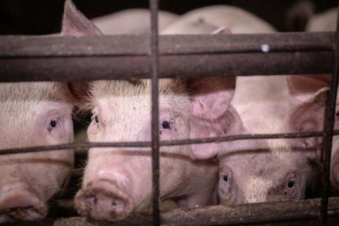 Piglets looking out through holding pen bars