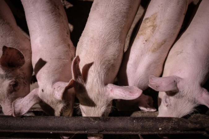 Piglets in holding pens