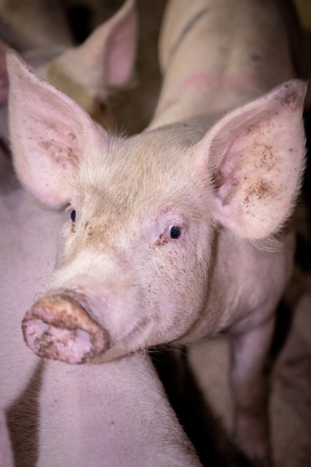 Piglet in holding pens