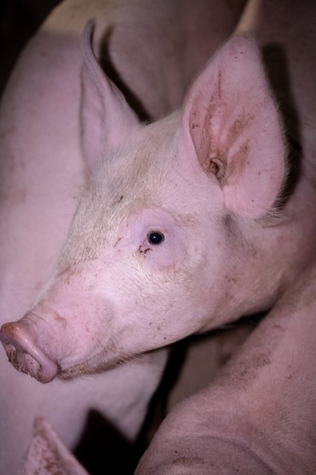 Piglet in holding pens