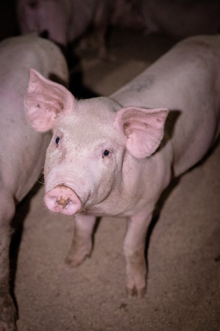 Piglet in holding pens