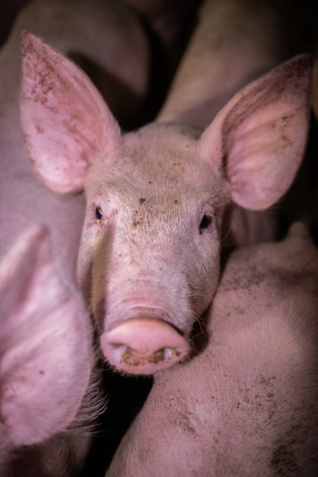 Piglet in holding pens