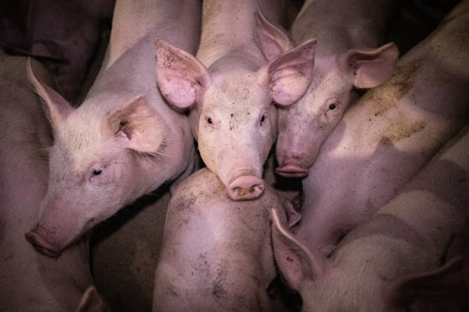 Piglets in holding pens