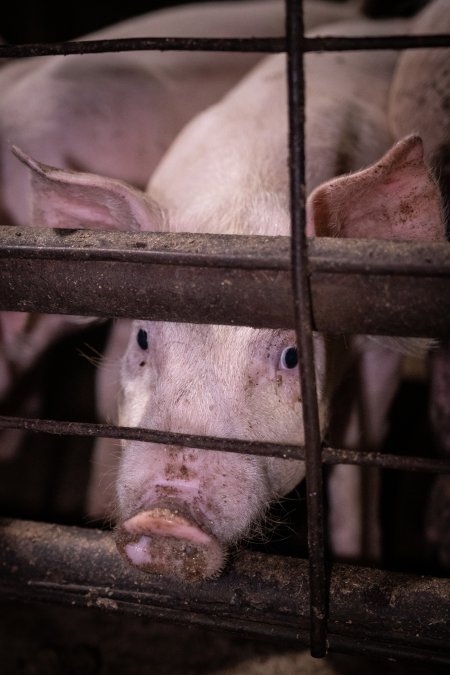 Piglet in holding pens