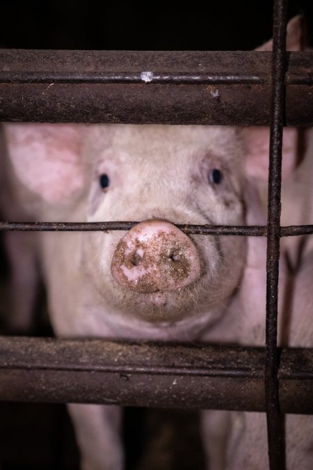 Piglet in holding pen