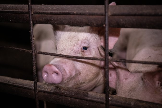 Piglets in the holding pens