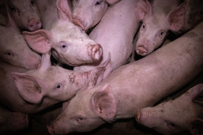 Piglets in the holding pens