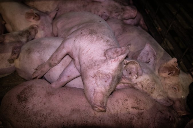 Piglets in holding pens