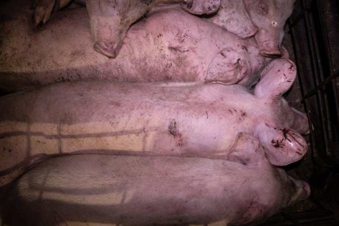 Piglets in holding pens