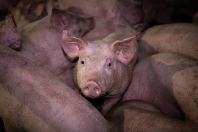 Piglets in holding pens