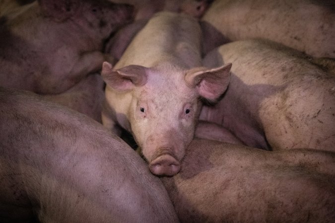 Piglets in holding pens