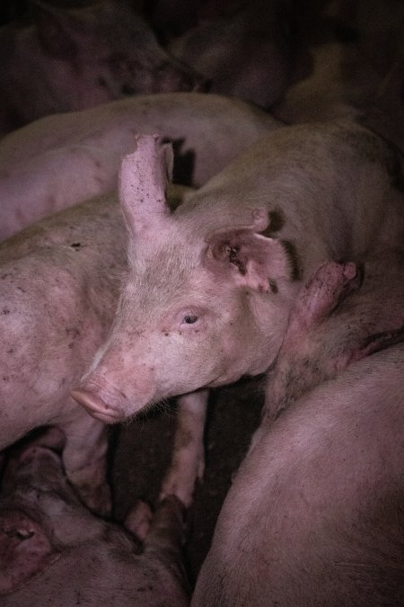 Piglets in holding pens