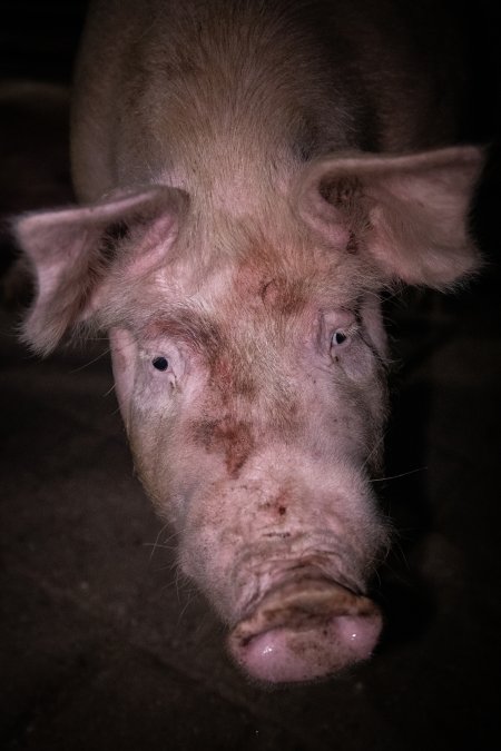 Pig in holding pens