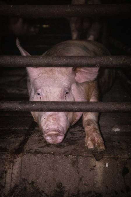 Pig in holding pens