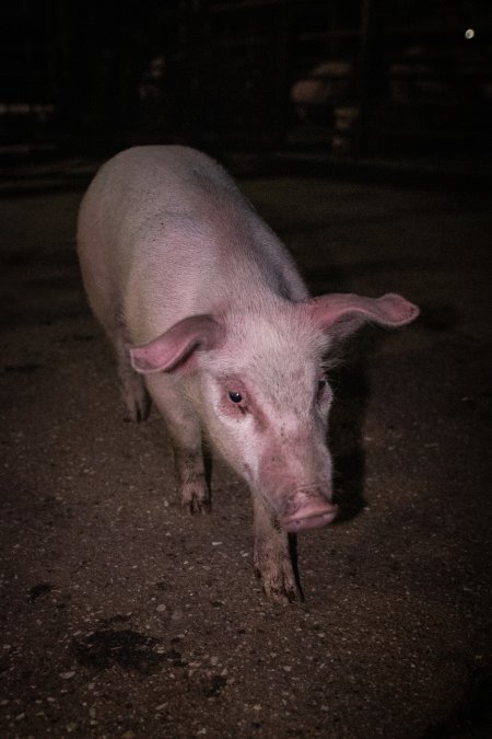 Piglet in holding pens