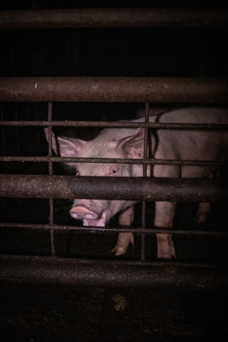 Piglet in holding pens