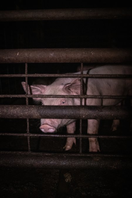 Piglet in holding pens