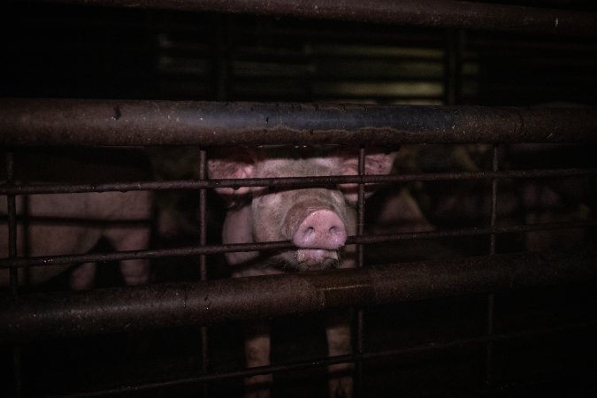 Piglet in holding pen