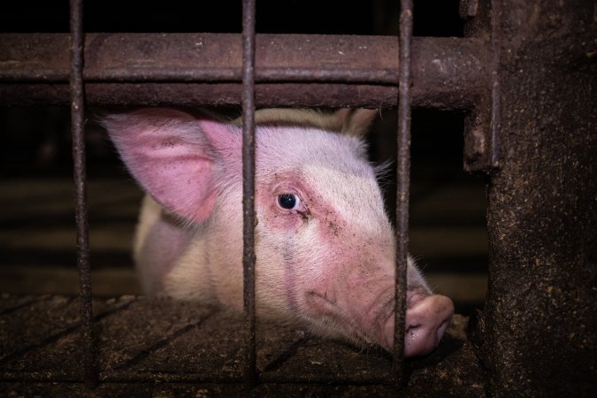 Piglet in holding pen