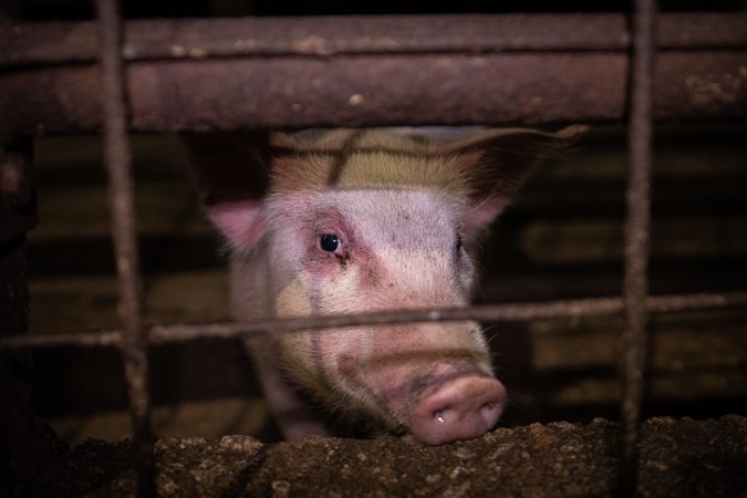 Piglet in holding pen