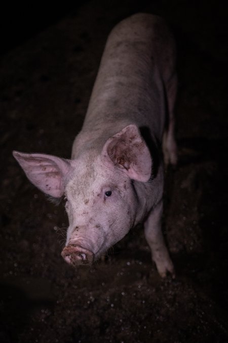 Piglet in holding pens