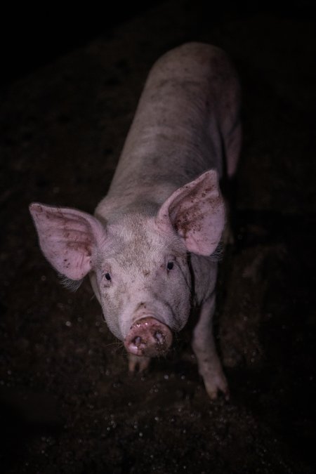 Piglet in holding pens