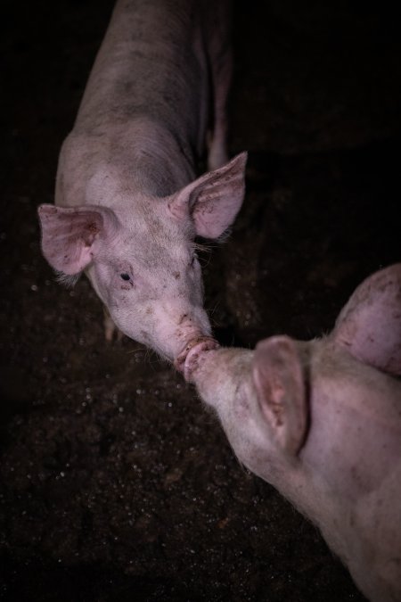 Piglets touching noses in the holding pens